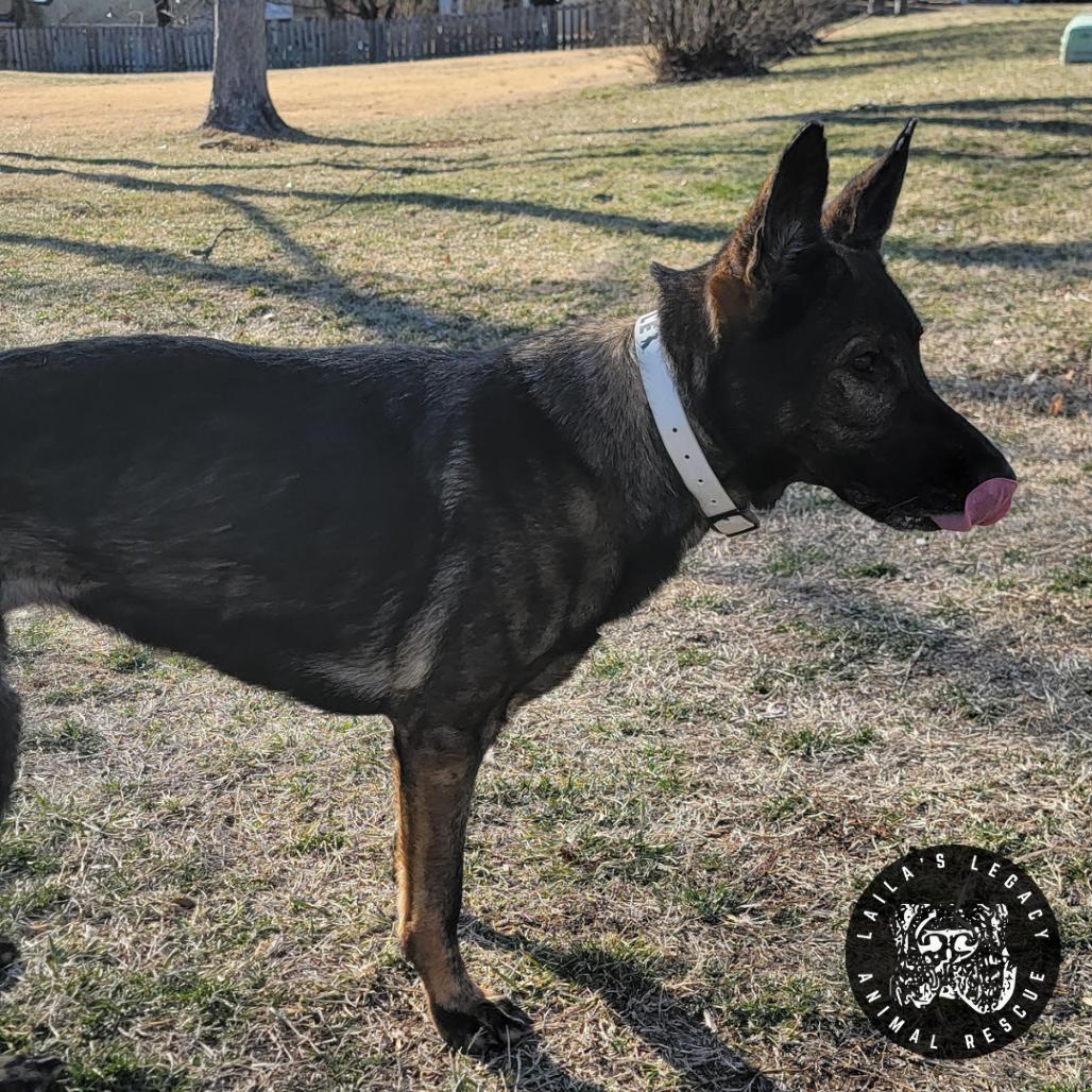 Enlarge Tessa, a Adoptable German Shepherd Dog in Washington, DC image 3/3