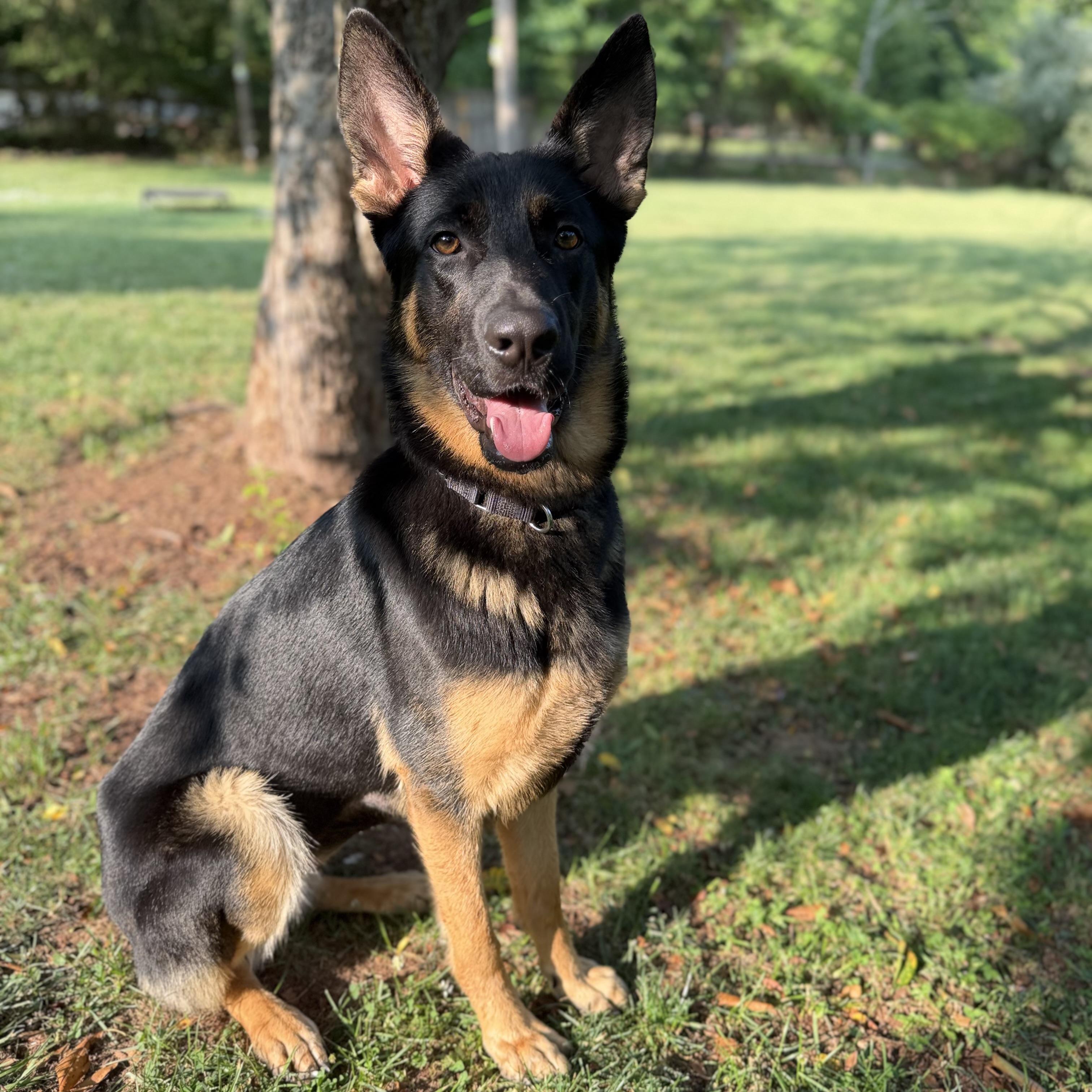 Luna, ADOPTABLE, Young Female German Shepherd Dog.