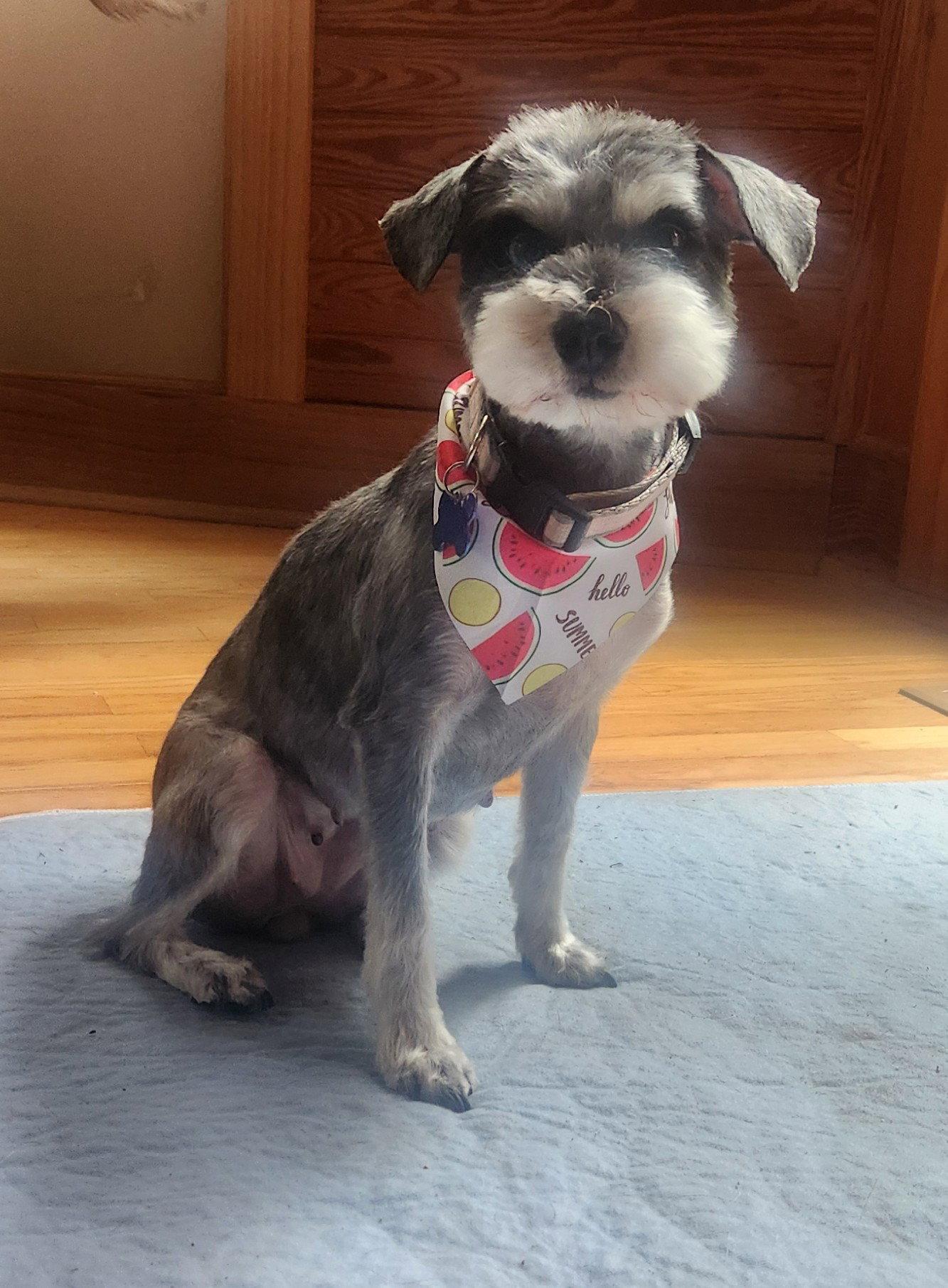 Enlarge Darla, a Adopted Schnauzer in Pittsboro, NC image 1/1