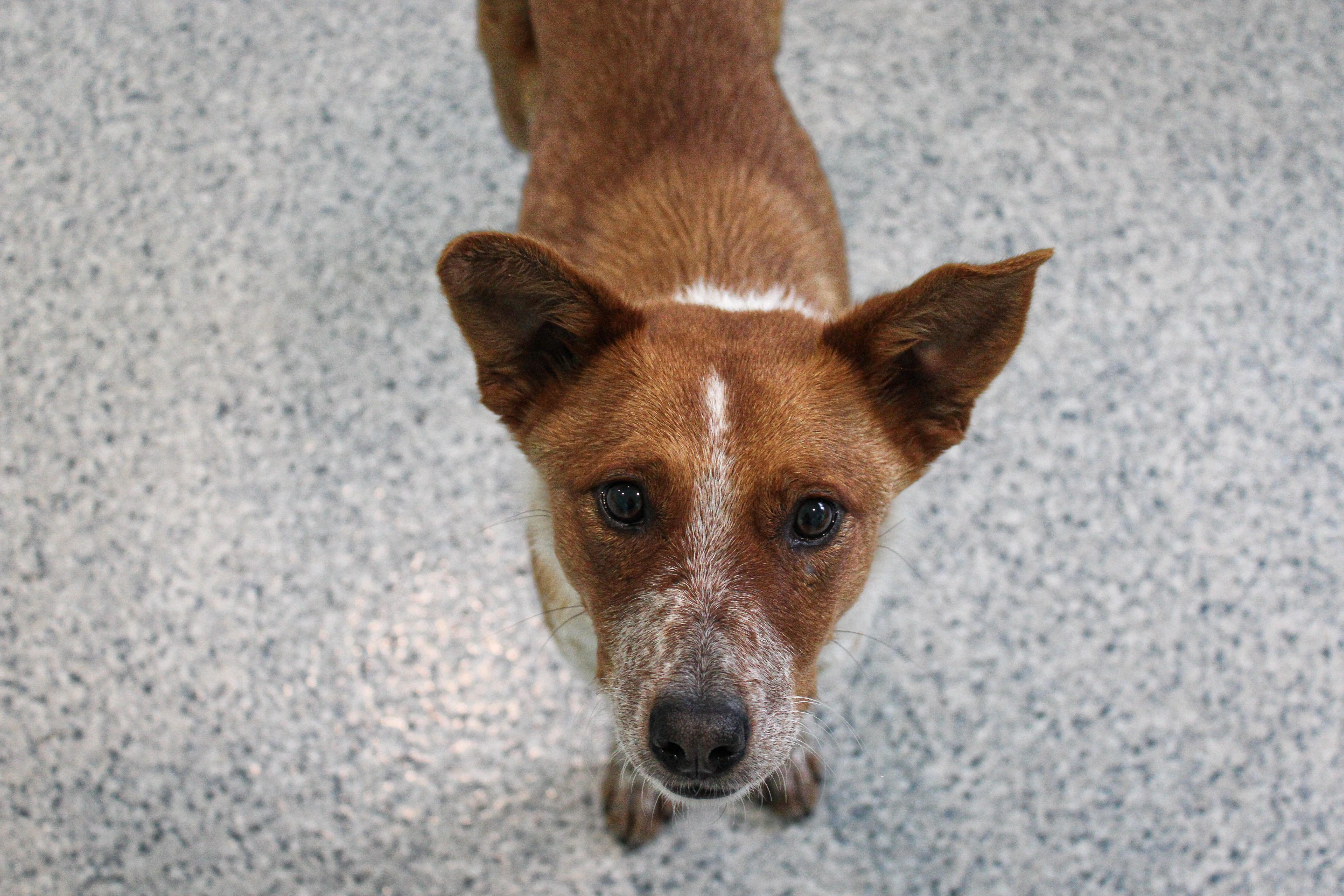 Meli, ADOPTABLE, Adult Female Cattle Dog.
