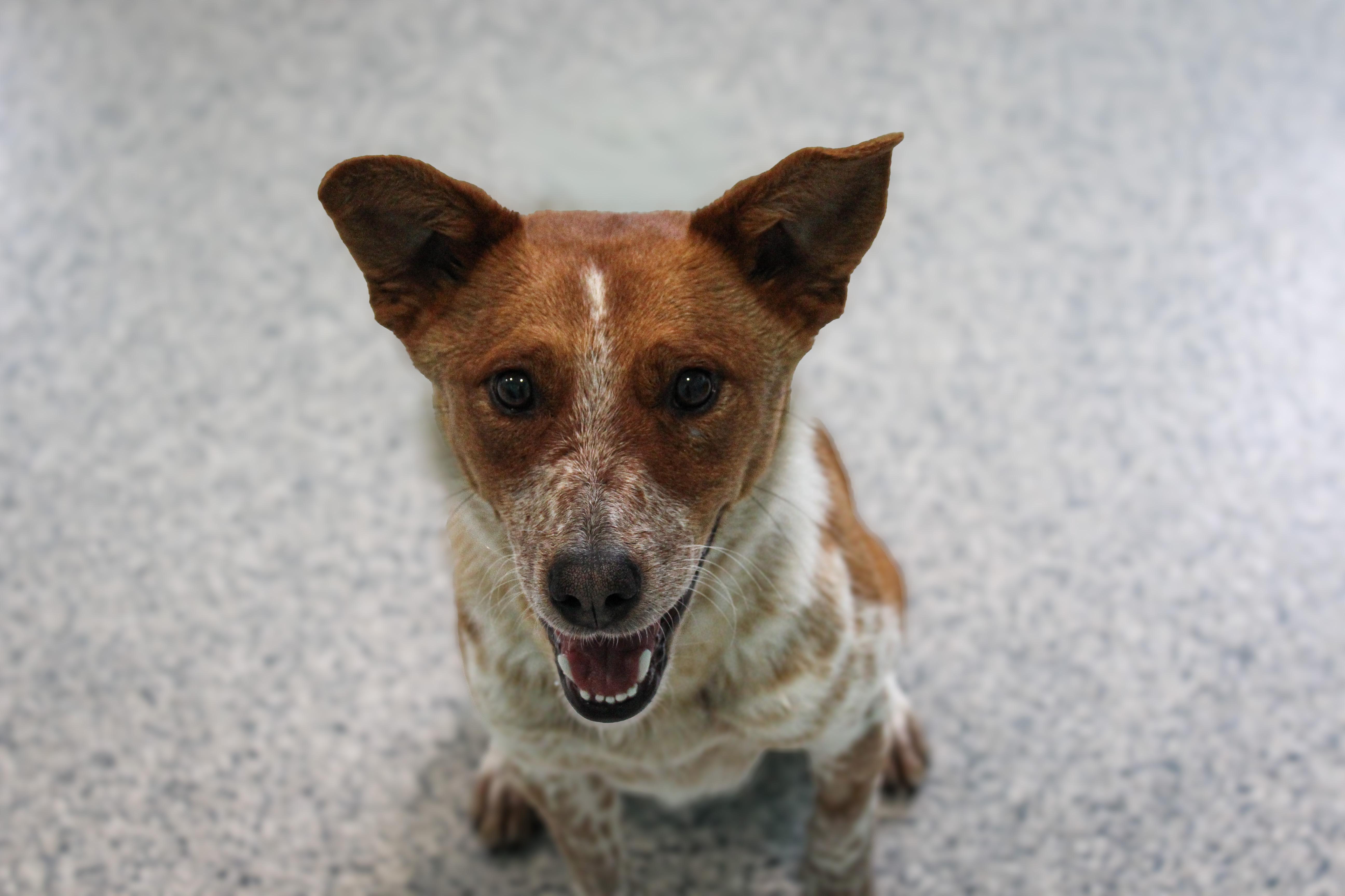 Meli, an adopted mixed breed in Hutchinson, MN image 2/3