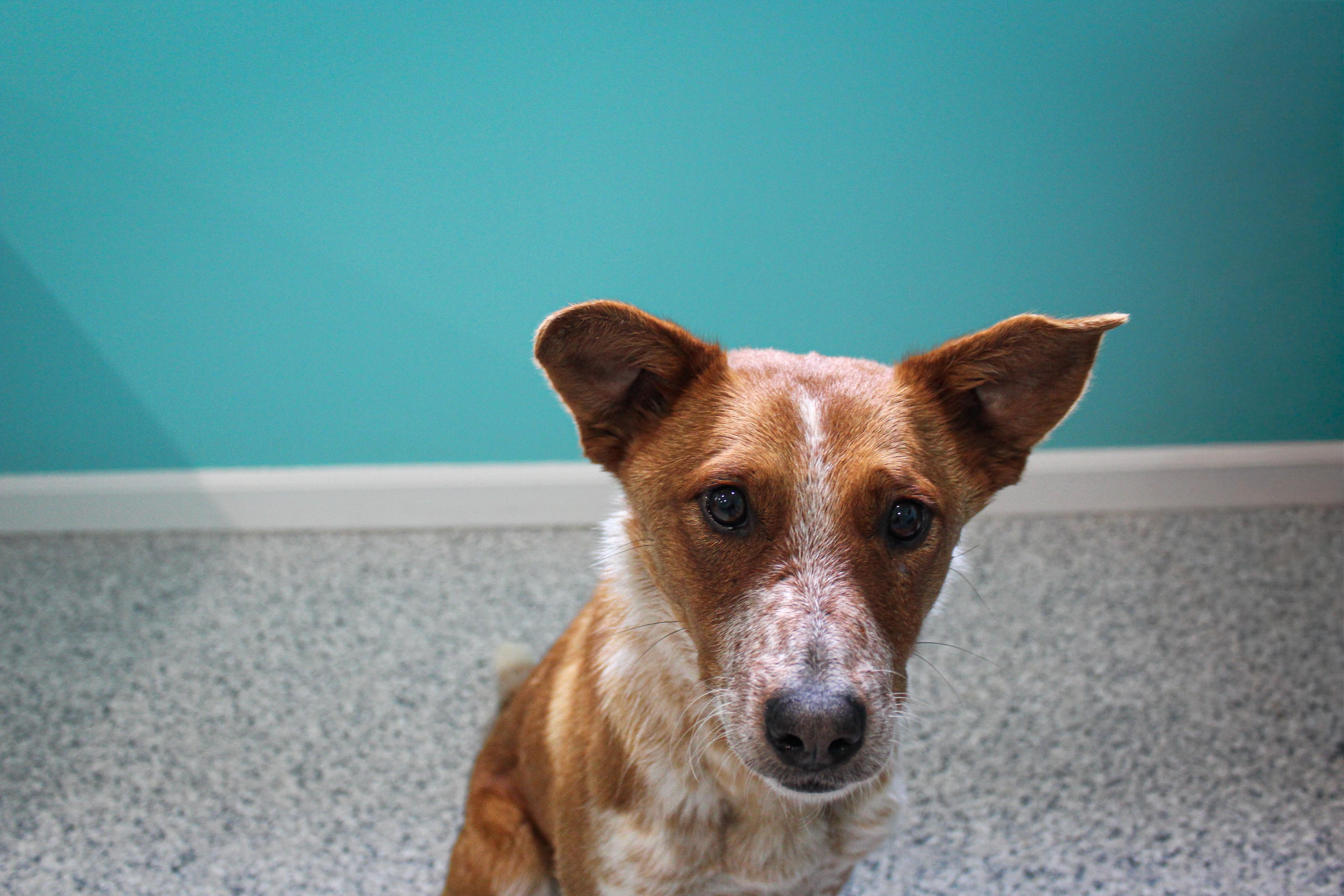Meli, an adopted mixed breed in Hutchinson, MN image 3/3