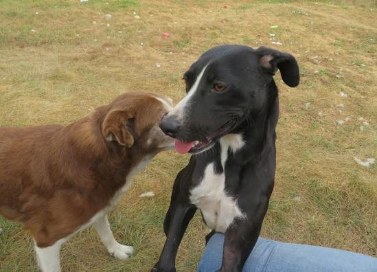 Emily, a Adoptable mixed breed in Clinton, ME image 2/5