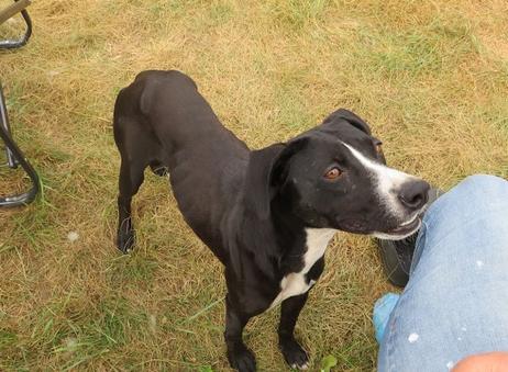 Emily, a Adoptable mixed breed in Clinton, ME image 4/5