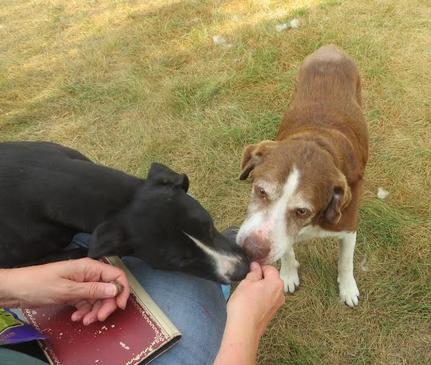 Emily, a Adoptable mixed breed in Clinton, ME image 5/5