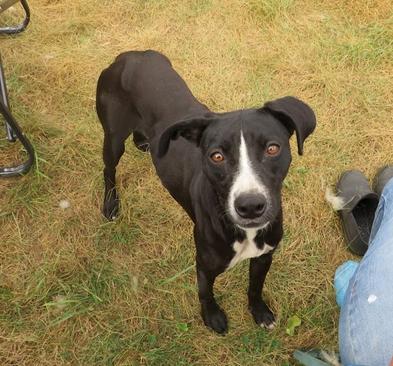 Emily, a Adoptable mixed breed in Clinton, ME image 1/5