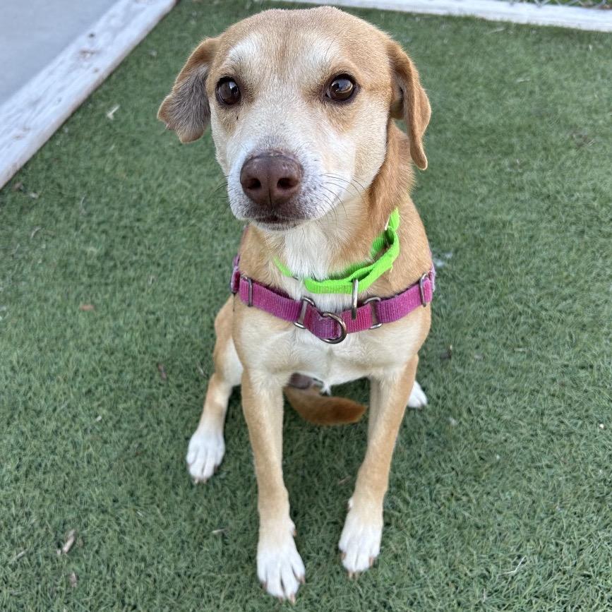 Sam, Adoptable, Adult Male Labrador Retriever.