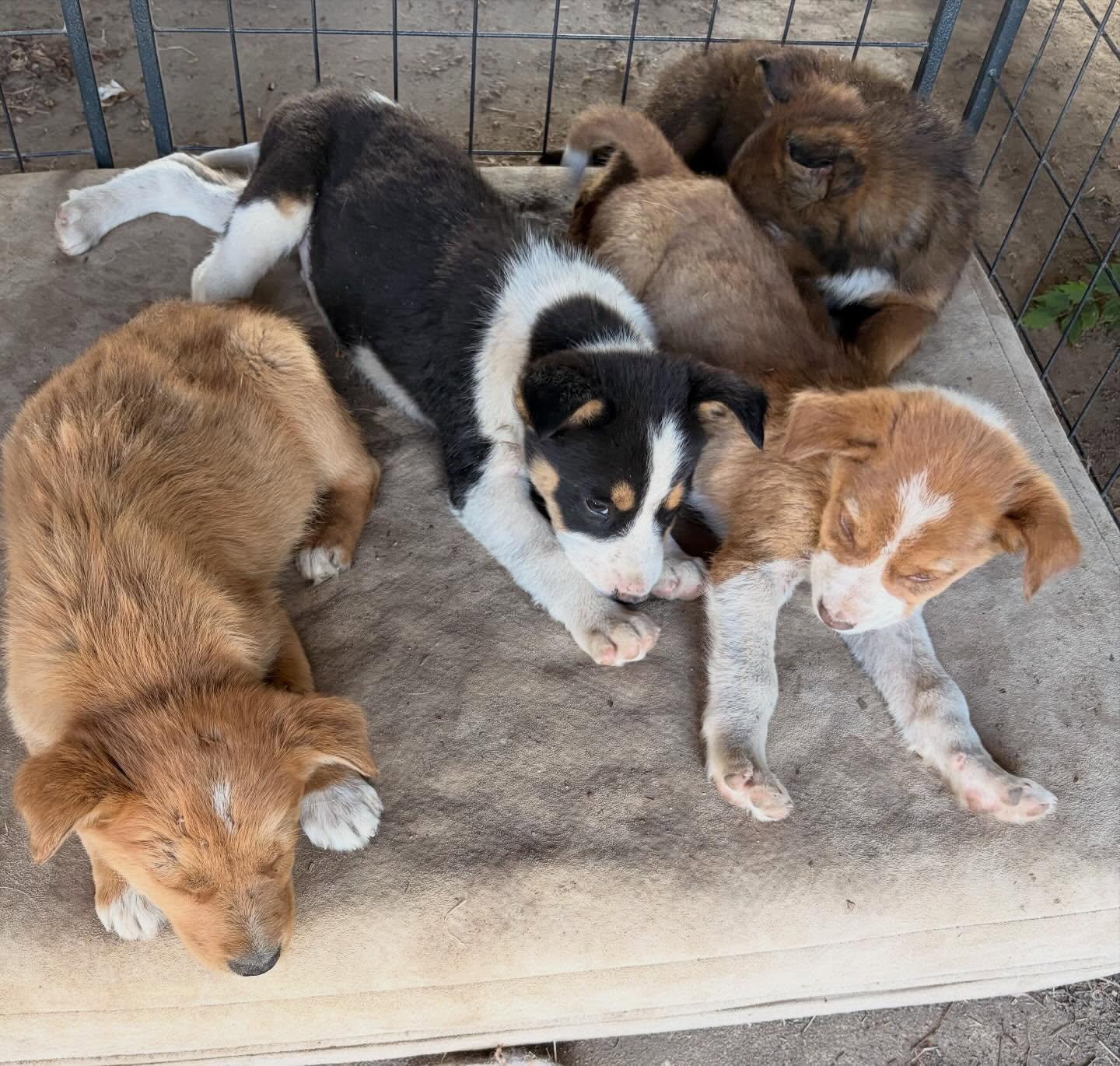 "L" 2nd boy, a Adoptable mixed breed in Raleigh, NC image 3/3