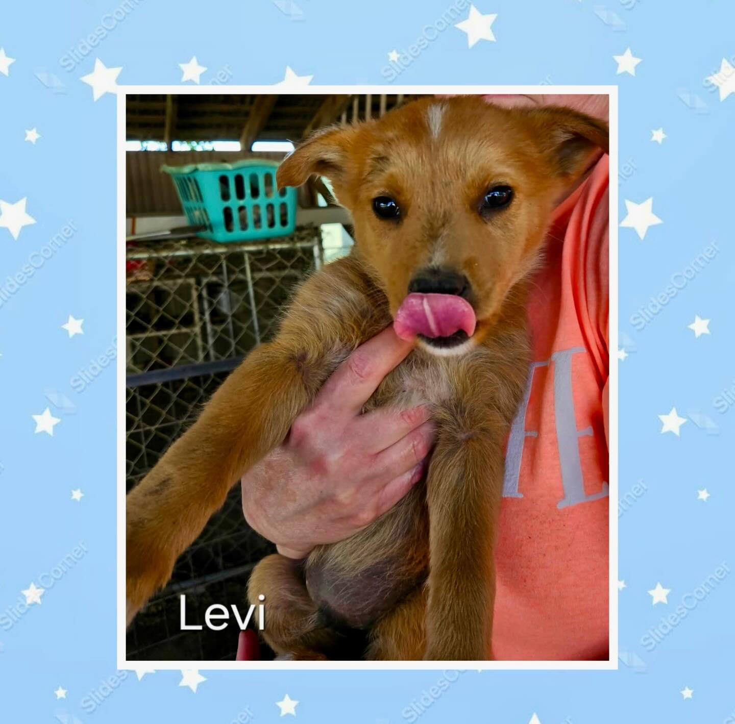 Levi, a Adoptable mixed breed in Raleigh, NC image 1/4