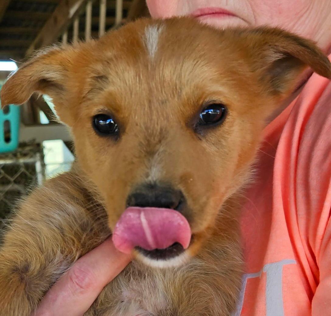 "L" 2nd boy, a Adoptable mixed breed in Raleigh, NC image 1/3