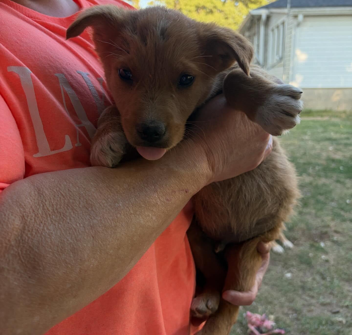"L" 2nd boy, a Adoptable mixed breed in Raleigh, NC image 2/3
