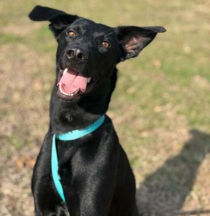 Yippy, Adoptable, Adult Female Labrador Retriever & Mixed Breed.