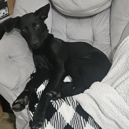 Enlarge Yippy, a Adoptable mixed breed in Bryan, TX image 2/3