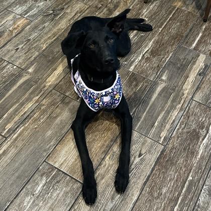 Enlarge Yippy, a Adoptable mixed breed in Bryan, TX image 3/3