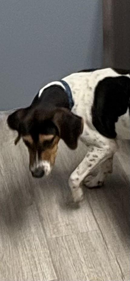 Enlarge Bandit, a ADOPTABLE Treeing Walker Coonhound in Paris , TN image 1/1