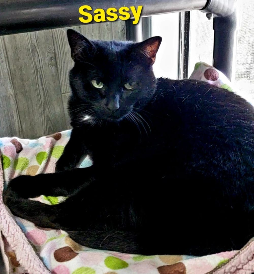 Sassy