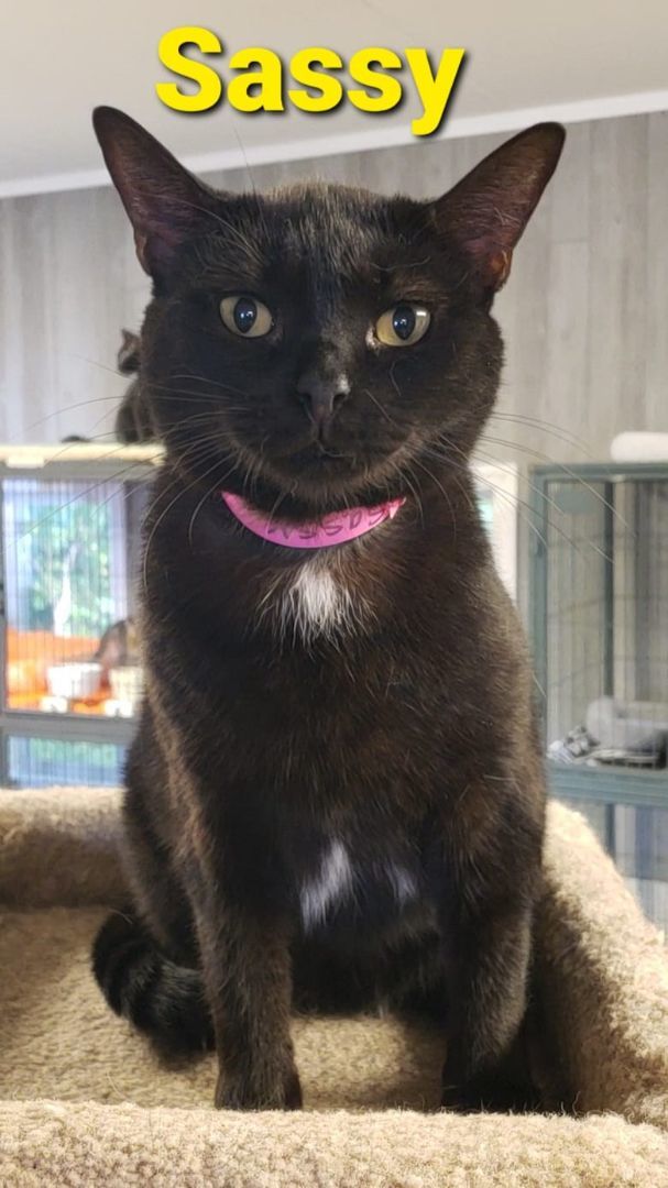 Sassy, a Adoptable Domestic Short Hair in Macon, GA image 2/8