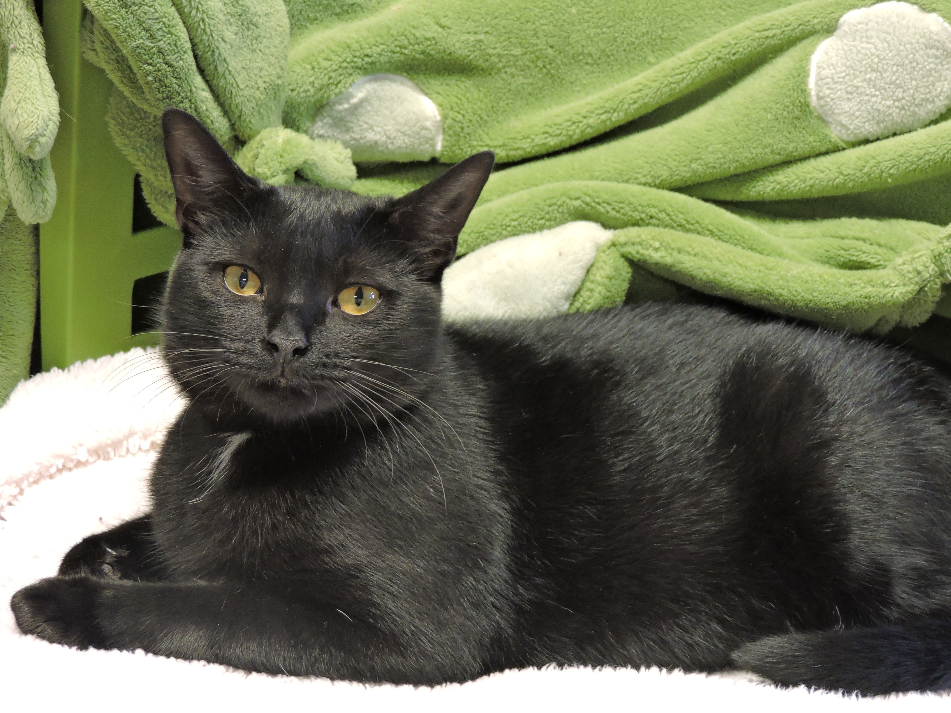 Sassy, a Adoptable Domestic Short Hair in Macon, GA image 4/8