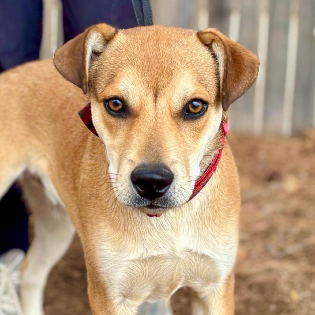 FWT Tortoise, Adoptable, Young Male Mixed Breed.