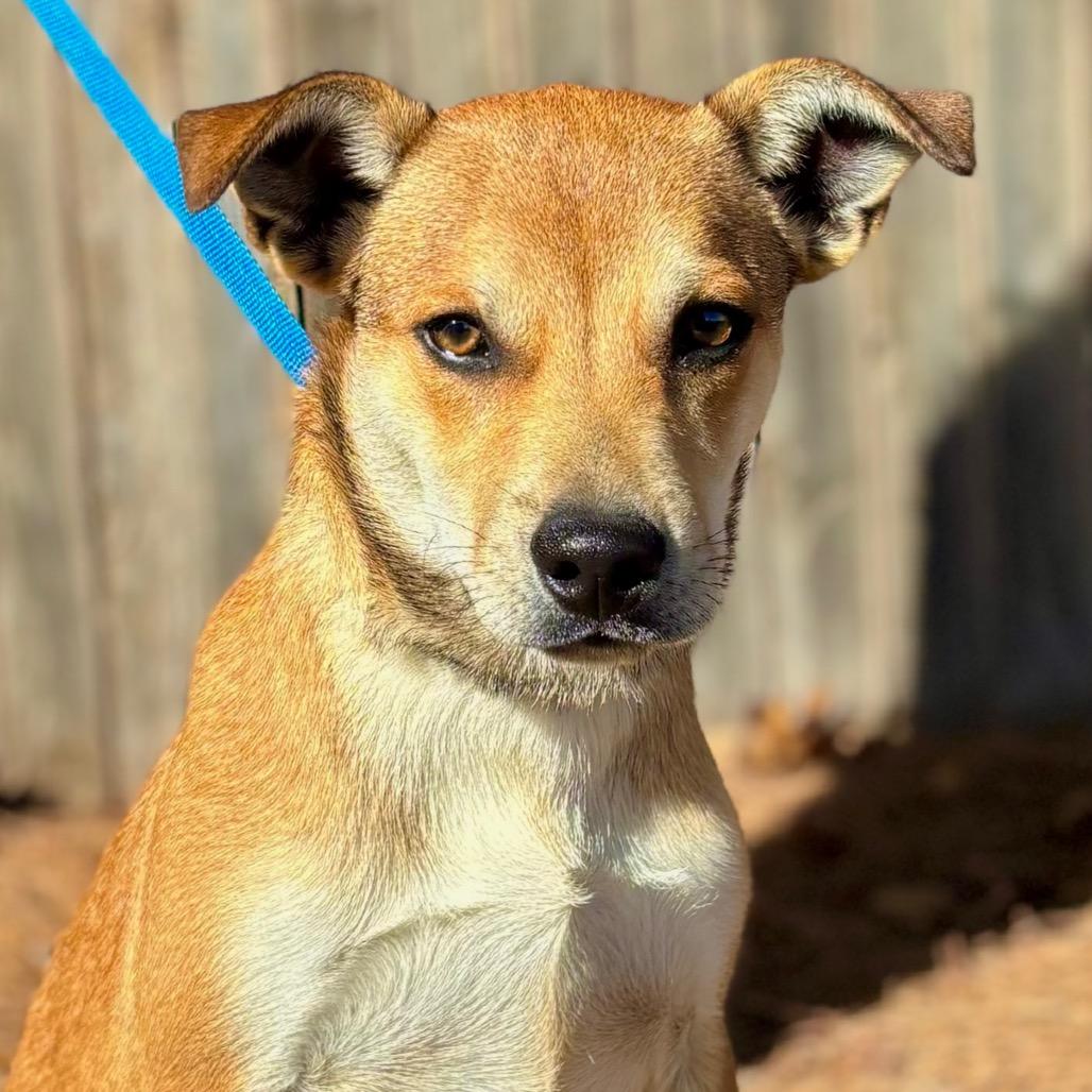 FWT Tortoise, a Adoptable Mixed Breed in Midland, TX image 2/2