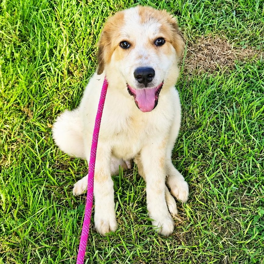 Graham, ADOPTABLE, Young Male Great Pyrenees.