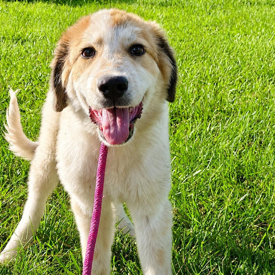 Graham, a ADOPTABLE Great Pyrenees in Montvale, NJ image 2/2