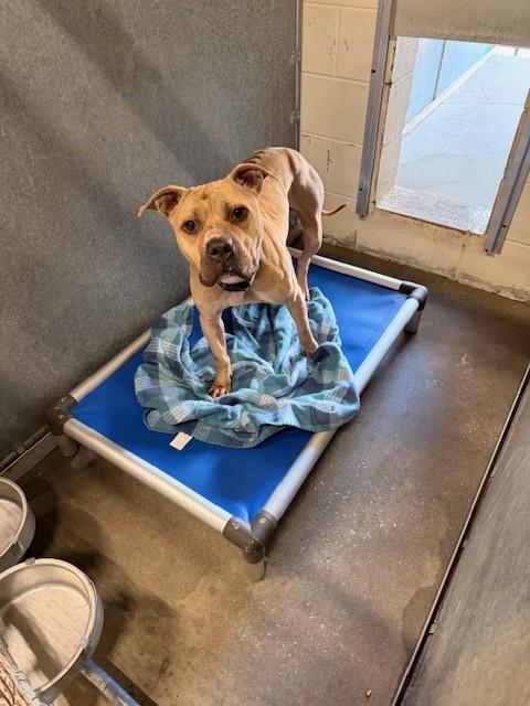 TATER TOT, Adoptable, Adult Female Pit Bull Terrier.