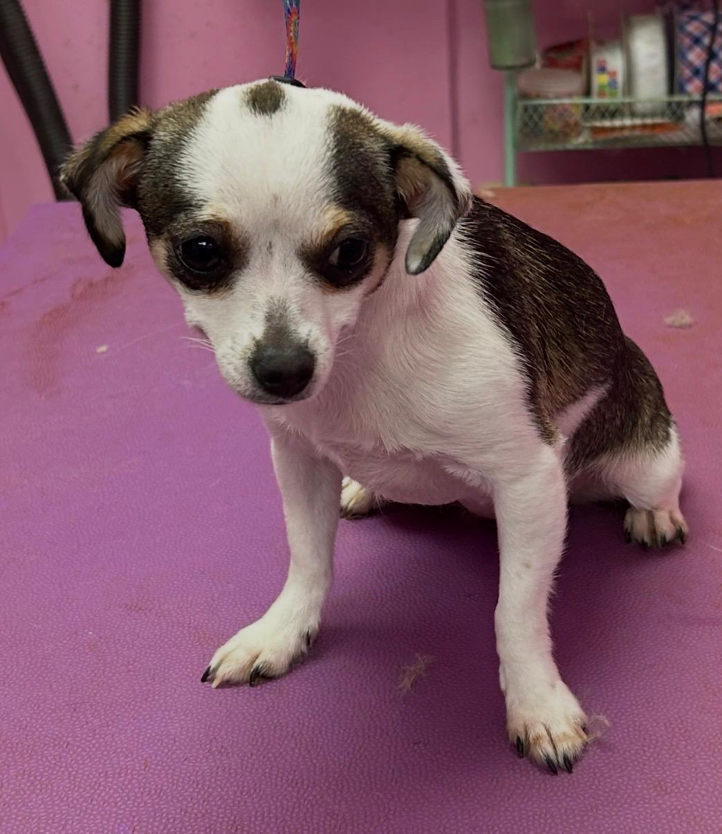 Enlarge Chiquita-Courtesy Posting for PRCT, an adopted Chihuahua in Somerville, MA image 5/6