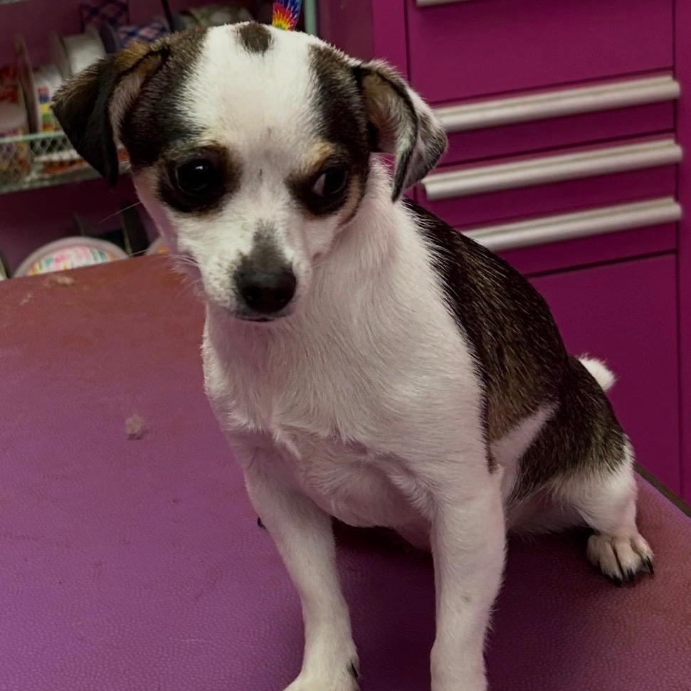 Enlarge Chiquita-Courtesy Posting for PRCT, an adopted Chihuahua in Somerville, MA image 3/6