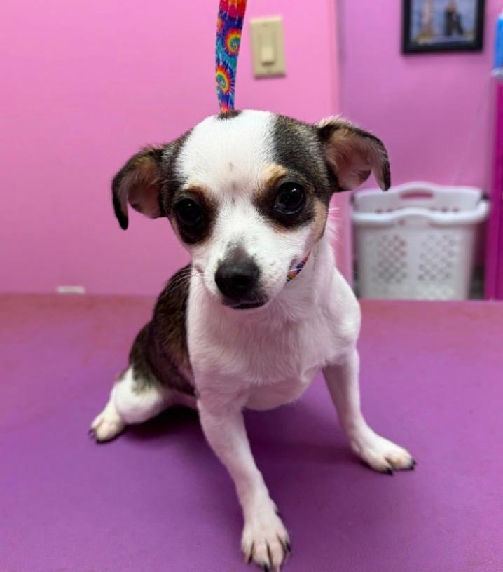 Enlarge Chiquita-Courtesy Posting for PRCT, an adopted Chihuahua in Somerville, MA image 1/6
