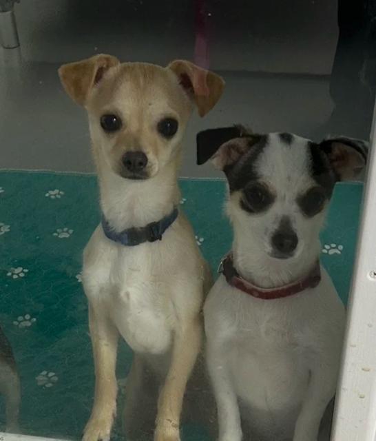Enlarge Chiquita-Courtesy Posting for PRCT, an adopted Chihuahua in Somerville, MA image 2/6