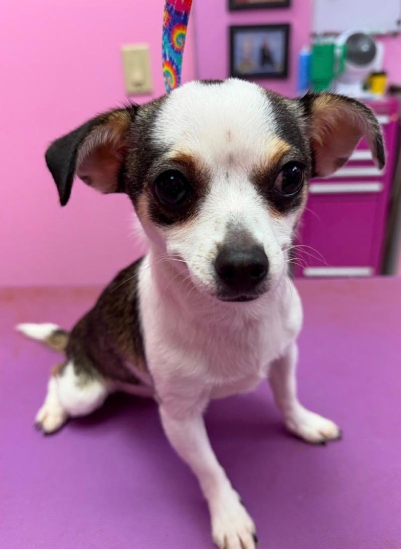 Enlarge Chiquita-Courtesy Posting for PRCT, an adopted Chihuahua in Somerville, MA image 6/6