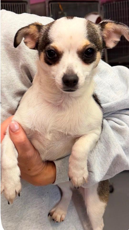 Enlarge Chiquita-Courtesy Posting for PRCT, an adopted Chihuahua in Somerville, MA image 4/6