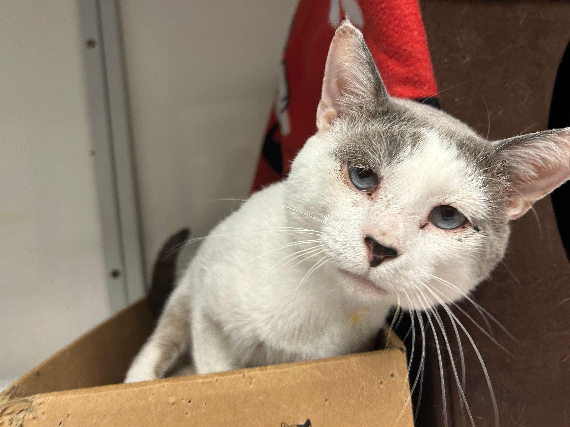 Stardust, Adult Male Domestic Short Hair