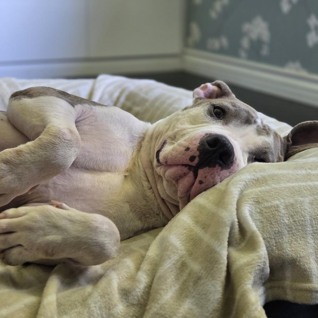 Buster Brown (C000-159) -*BY APPT*Chino Hills Location, Adoptable, Adult Male Pit Bull Terrier.