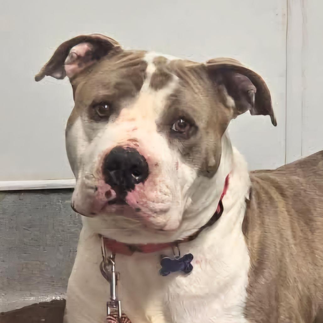 Buster Brown (C000-159) -*BY APPT*Chino Hills Location, Adoptable, Adult Male Pit Bull Terrier.