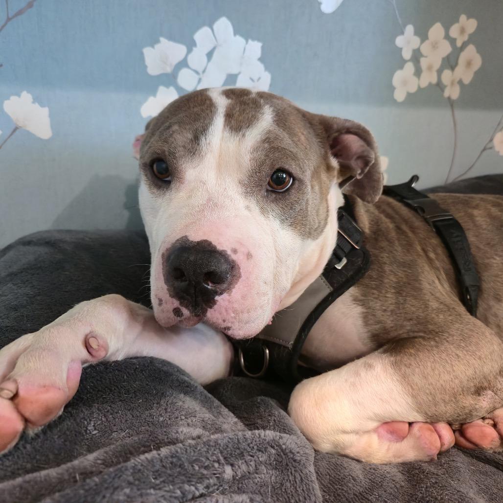 Enlarge Buster Brown (C000-159) -*BY APPT*Chino Hills Location, a Adoptable Pit Bull Terrier in Chino Hills, CA image 3/6