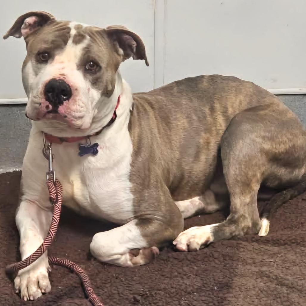 Enlarge Buster Brown (C000-159) -*BY APPT*Chino Hills Location, a Adoptable Pit Bull Terrier in Chino Hills, CA image 4/6