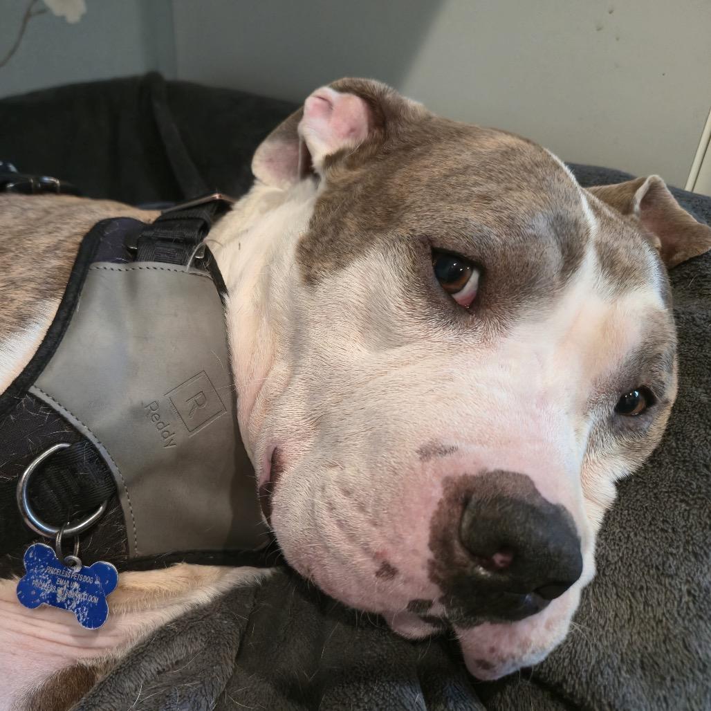 Buster Brown (C000-159) -*BY APPT*Chino Hills Location, a Adoptable Pit Bull Terrier in Chino Hills, CA image 4/6