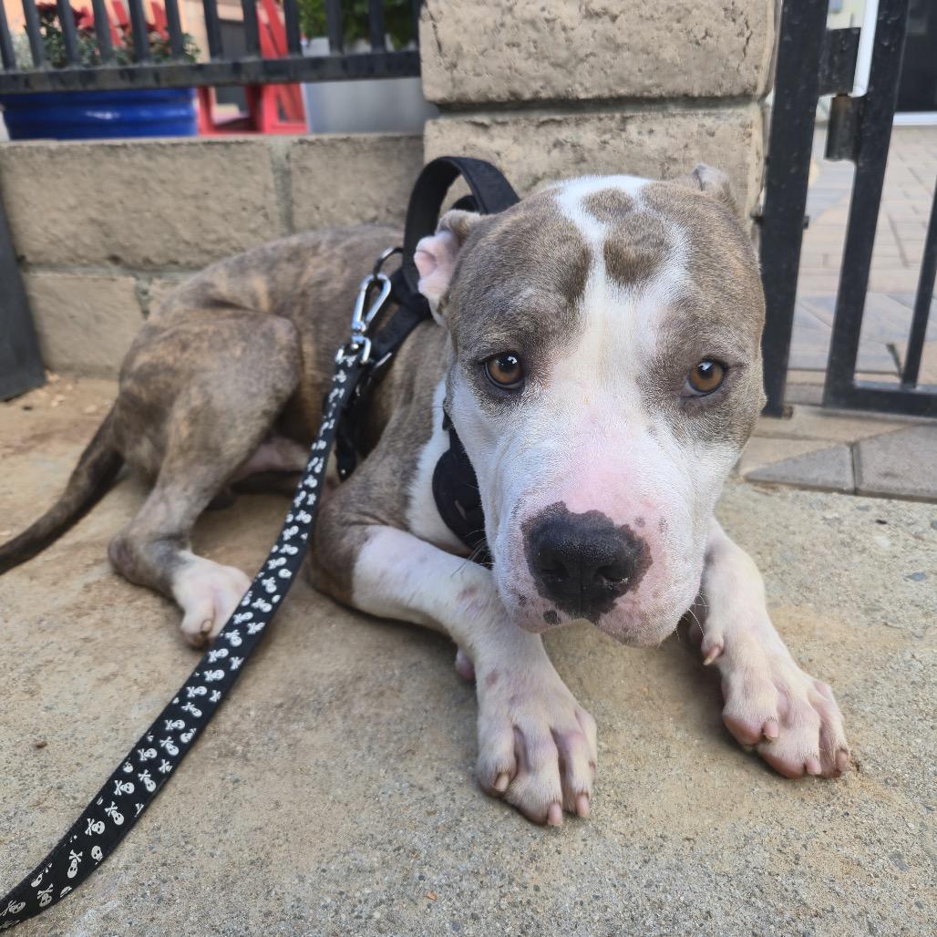Enlarge Buster Brown (C000-159) -*BY APPT*Chino Hills Location, a Adoptable Pit Bull Terrier in Chino Hills, CA image 5/6