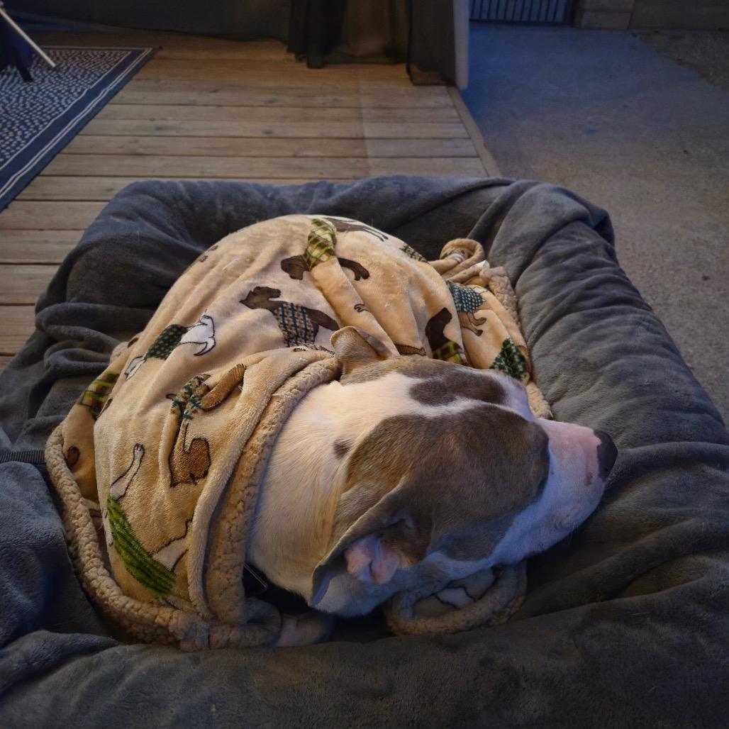 Enlarge Buster Brown (C000-159) -*BY APPT*Chino Hills Location, a Adoptable Pit Bull Terrier in Chino Hills, CA image 6/6