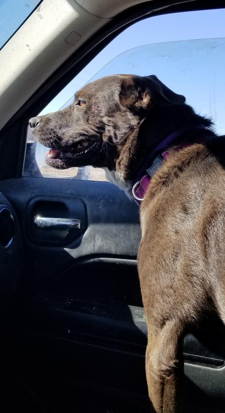 Enlarge Macy, a Adoptable mixed breed in Chehalis, WA image 5/6