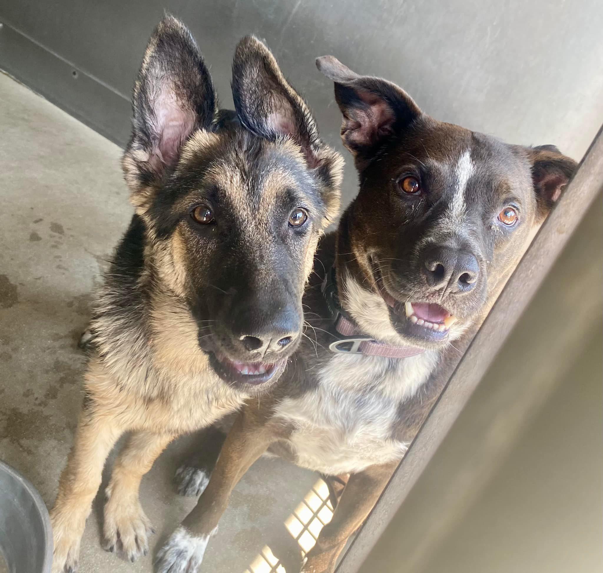 Enlarge Macy, a Adoptable mixed breed in Chehalis, WA image 6/6