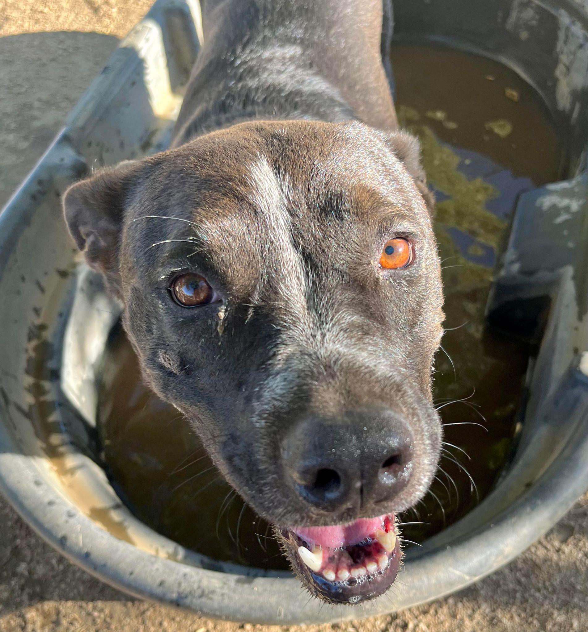 Enlarge Macy, a Adoptable mixed breed in Chehalis, WA image 2/6