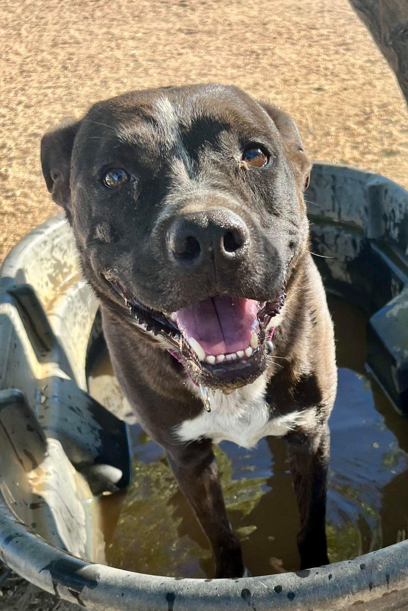 Enlarge Macy, a Adoptable mixed breed in Chehalis, WA image 3/6