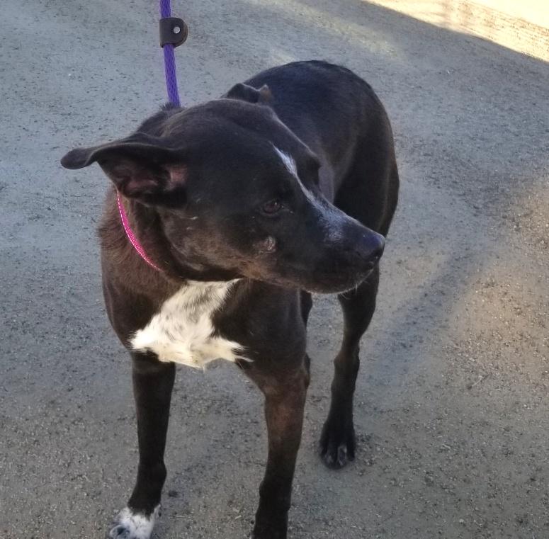 Enlarge Macy, a Adoptable mixed breed in Chehalis, WA image 1/6