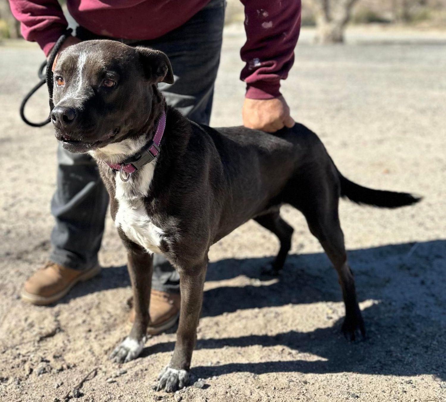 Enlarge Macy, a Adoptable mixed breed in Chehalis, WA image 4/6