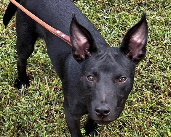 Enlarge Gizmo, a Adoptable mixed breed in Harrington, DE image 2/3