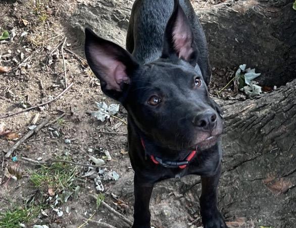 Enlarge Gizmo, a Adoptable mixed breed in Harrington, DE image 3/3