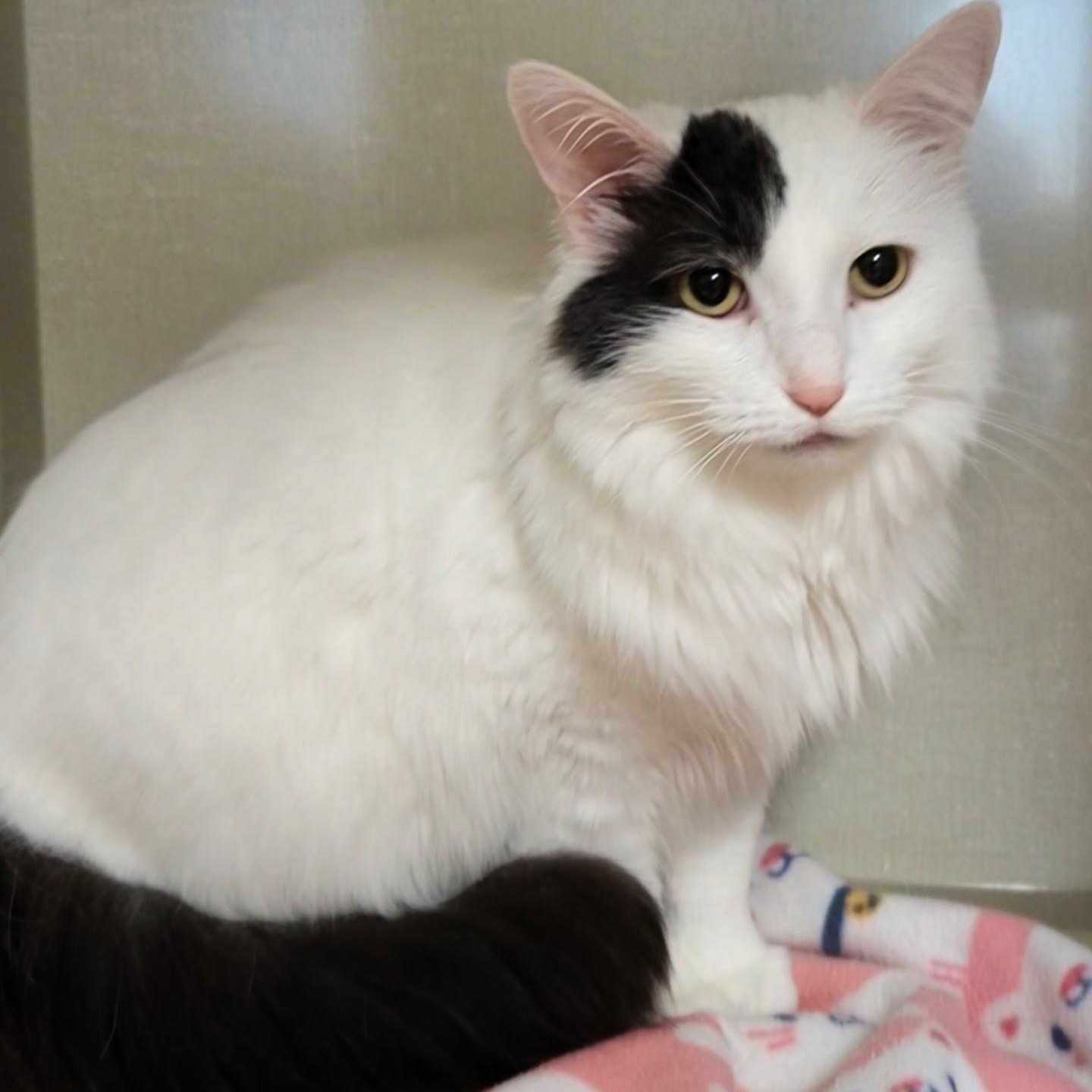 Sugar , adopted, Adult Female Domestic Medium Hair.